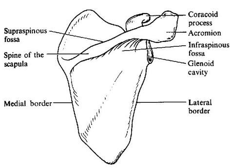 The scapula provides the back of the shoulder, and the clavicle articulates with the sternum (discussed in previous post) the shoulder girdle consists of the scapula bone, and the clavicle, which provide. Practical One - Biology 2500 with Person at Samford University - StudyBlue