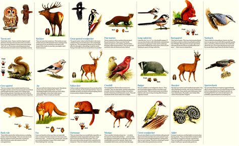 Forest Animals With Names