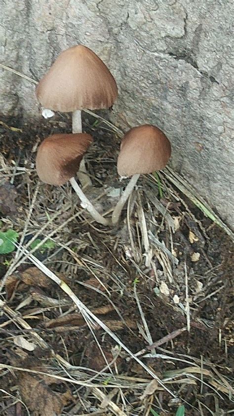 What Do Mushrooms That Get You High Look Like All