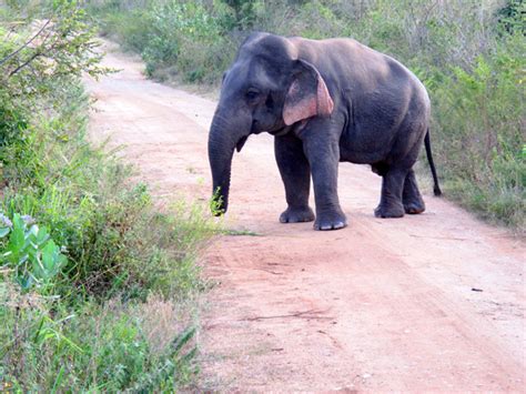 Little Elephant Is The First Scientific Record Of Dwarfism