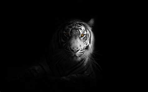 White Tiger Wallpaper K For Pc Imagesee