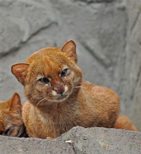 104 Best Jaguarundi Aka Otter Cat Images On Pinterest Big Cats Kitty