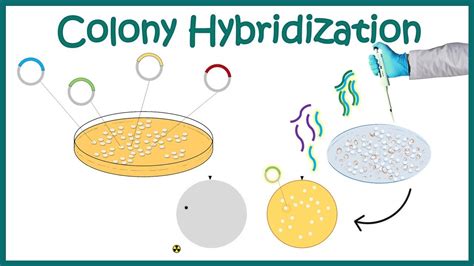 Colony Hybridization Method Screening Genomic Or Cdna Libraries Youtube