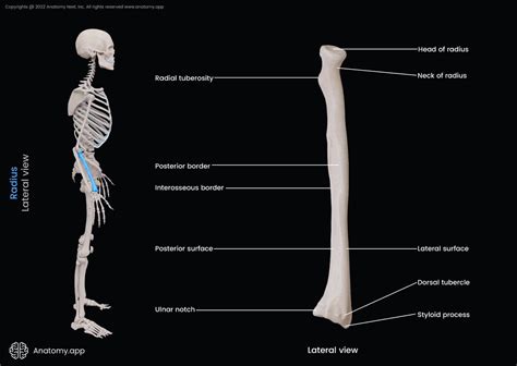 Radius Encyclopedia Anatomyapp Learn Anatomy 3d Models