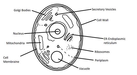 The Life Cycle Of A Yeast Cell And Yeast Management Mr Beer