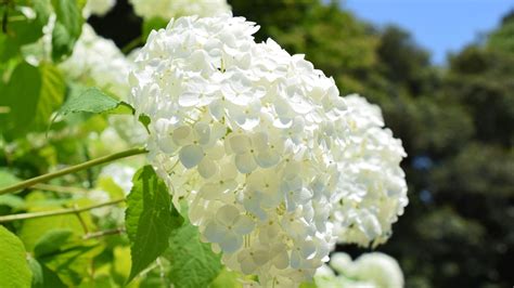 How To Plant Grow And Care For Annabelle Hydrangea