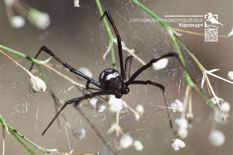 Latrodectus Tredecimguttatus Latrodectus Tredecimguttatus Flickr