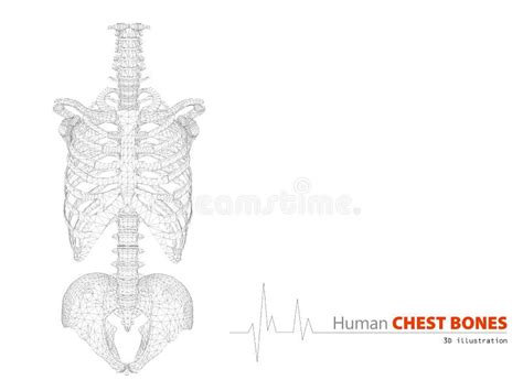 Illustration On Human Anatomy Torso Skeleton Background Stock