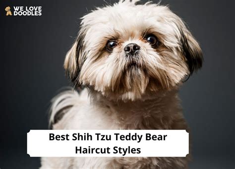7 Shih Tzu Teddy Bear Haircut Styles 2023 We Love Doodles