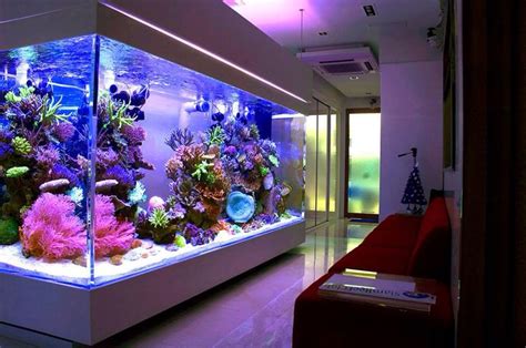 Huge Home Reef Aquarium Fish And Aquaria Prn Home Aquarium