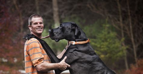 Zeus The Worlds Tallest Dog Ever Dies At Age Five Nbc News