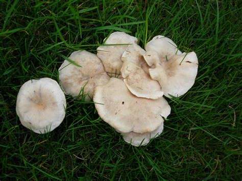 Georgia Id Request Mushroom Hunting And Identification Shroomery