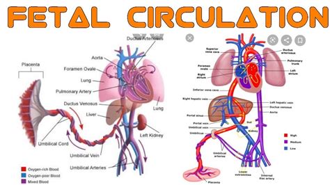 Fetal Vs Adult Circulation