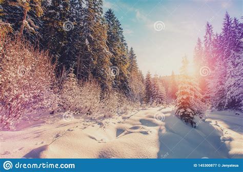 Wonderful Winter Landscape Panoramic Wintry Scenery Spruce Tree