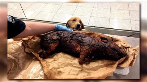 Beagle Brigade Catches Roasted Pig Other Weird Items At Atlanta