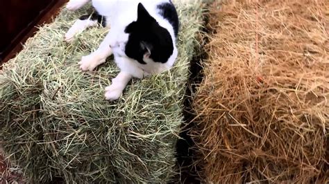 How To Identify Good Hay Youtube
