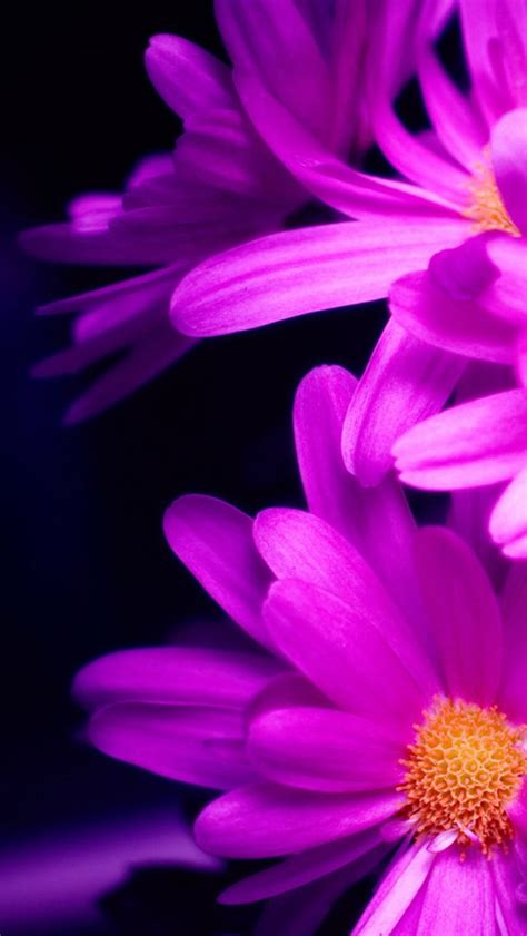 Purple Pink Daisy Flower Bouquet Macro Iphone 5s Wallpaper Download