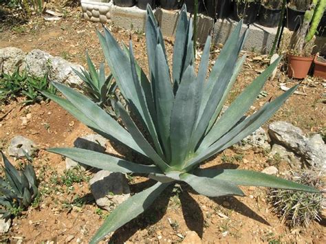 Si tienes tu planta en interiores conviene regarla solo cuando la tierra esté completamente seca. ¿Cómo se cuida el agave azul? Te lo contamos aquí ...