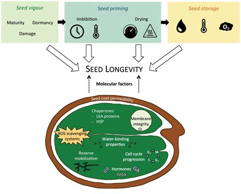 Plantae Review Ageing Beautifully Can The Benefits Of Seed Priming