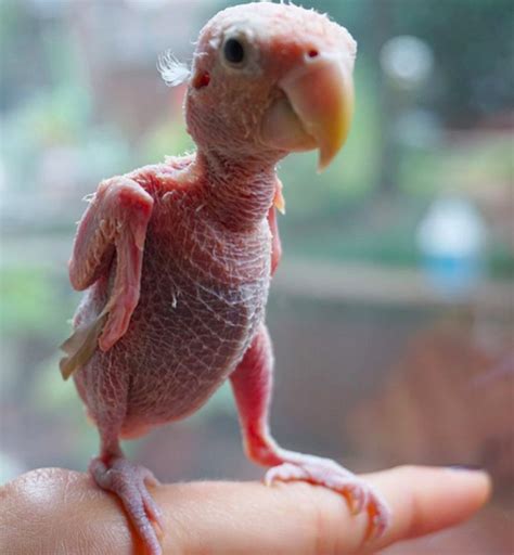 This Featherless Lovebird Is Actually So So Cute Funny Birds Pet