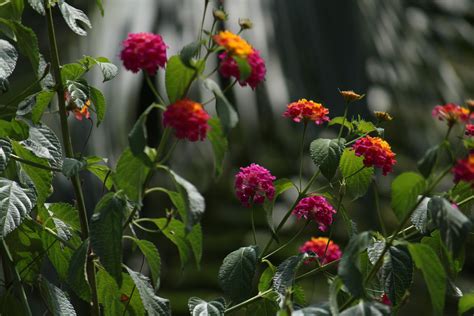 Tiny Colorful Flowers Free Image By Manu On