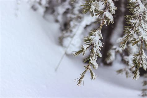 Free Images Winter Snow Freezing Tree Frost Branch Leaf Ice