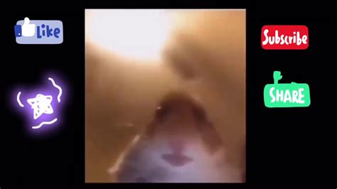 Hamster Call Meme Funny Animals Youtube