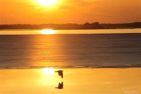 Seagull Through Sunset Photograph By Robert Banach Fine Art America