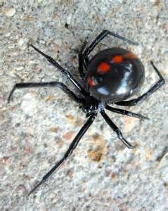 Female Black Widow Latrodectus Mactans Bugguidenet