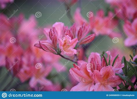 Pink Rhododendron Flowers On Fresh Rhododendron Bushes Beautiful Pink