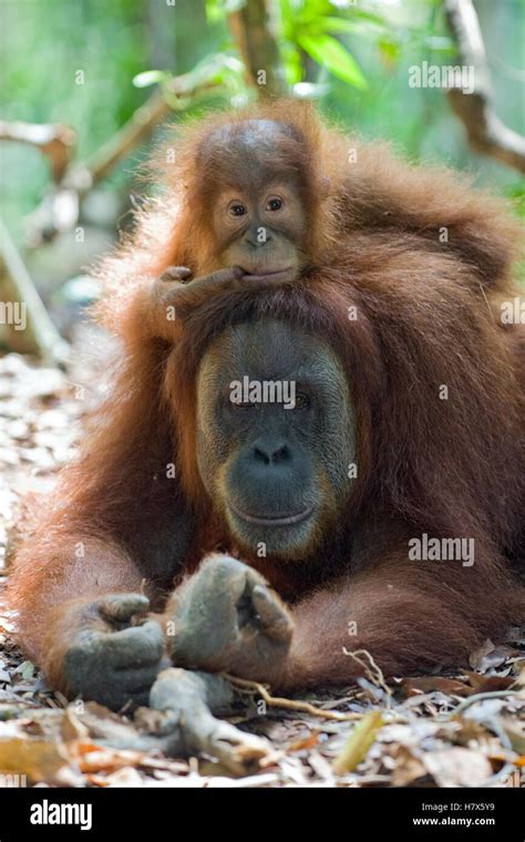 Sumatran Orangutan Pongo Abelii Mother Resting With Two And A Half