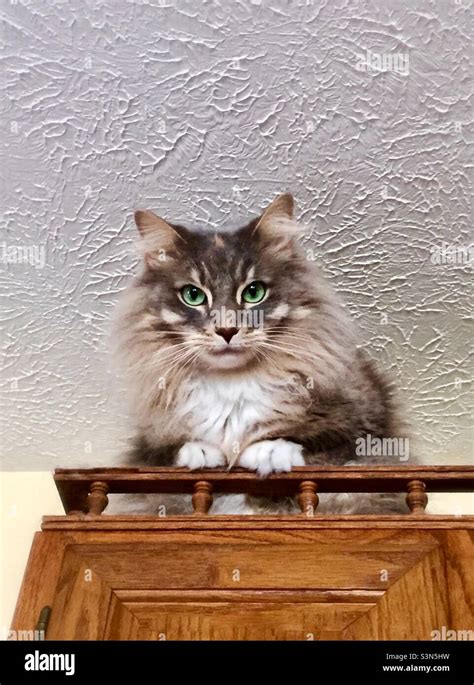 Beautiful Fluffy Diluted Calico Domestic Longhair Cat With Bright