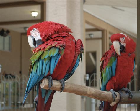 How To Care For A Green Wing Macaw