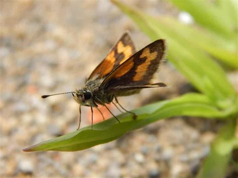 Top 10 Smallest Butterflies In The World A Z Animals