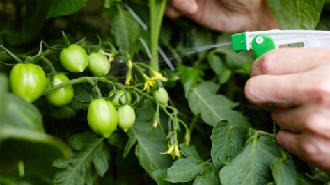 How To Grow Tomatoes In Pots Easy Steps Tom S Guide