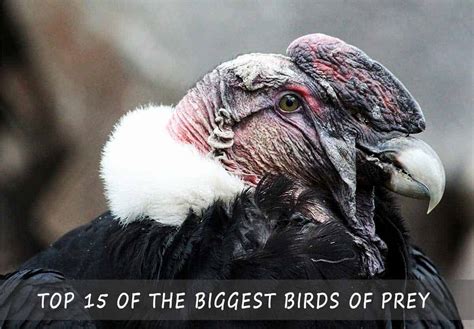 Top 15 Of The Biggest Birds Of Prey The Mighty And Majestic