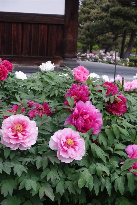 Peonies In Japan Finegardening Planting Peonies Peonies Plant Images