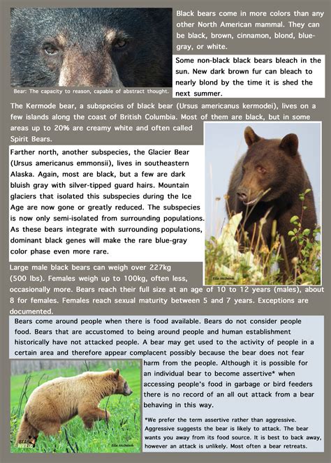 Understanding The Black Bear North America Edition Wise About Bears