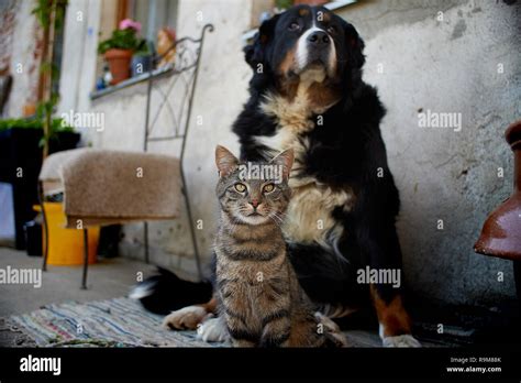 Bernese Mountain Dog With A Cat Stock Photo Alamy