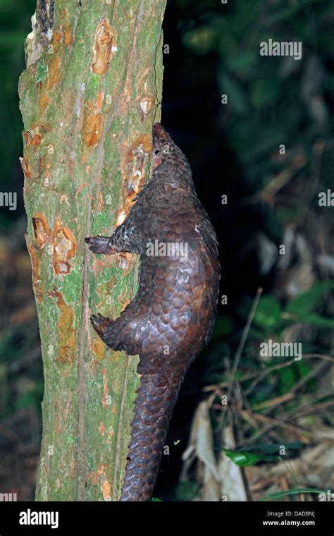 African White Bellied Pangolin Three Cusped Pangolin Tree Pangolin White Bellied Pangolin