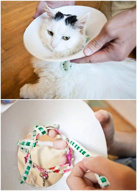 7 Diy Dog Cone Ideas That Are Easy To Make Dog E Collars