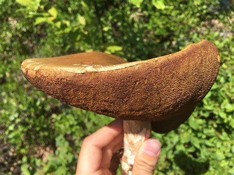 Boletus Mirabilis Id Please Very Large Found In North East Us