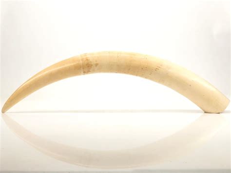 Lot African Scenic Hand Carved Ivory Elephant Tusk
