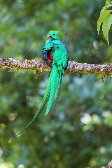Resplendent Quetzal Of Costa Rica A Show Stopper Houston Chronicle