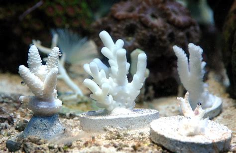 Antarctic Corals Reef Central Online Community