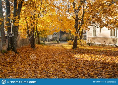 Autumn Landscape Wooden House Among The Yellow Autumn Trees And Leaf