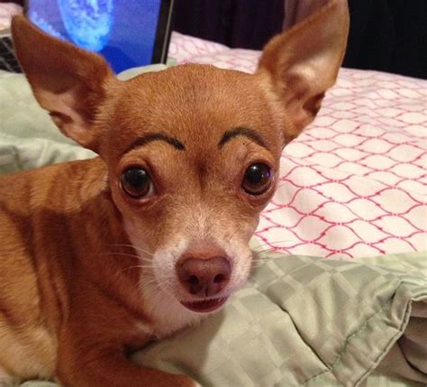 Chihuahua Eyebrows Funny Pinterest