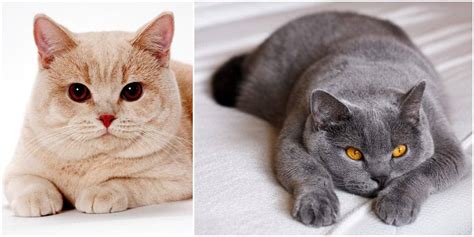 Blue Fat British Shorthair Cat 81021 Nama Untuk Kucing Comel Lucu