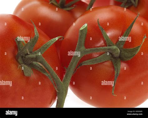 Red Tomato Solanum Lycopersicum Stock Photo Alamy