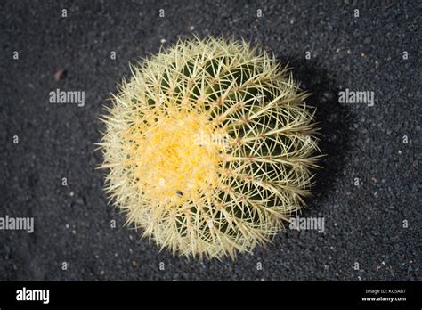 Small Barrel Cactus Stock Photo Alamy
